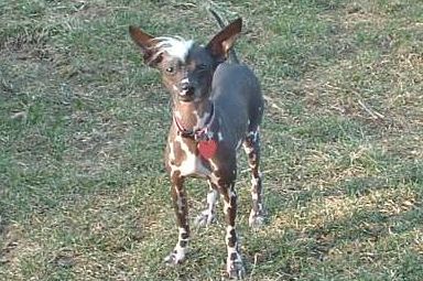 Pebbles Chili Pepper