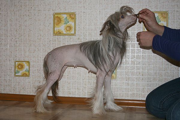 Pandora Pervaya Lady