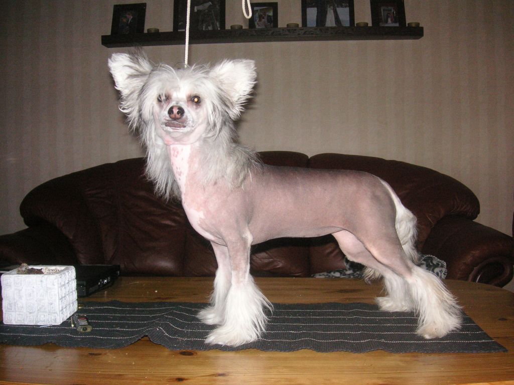 Uzume'z Smash'N Grab