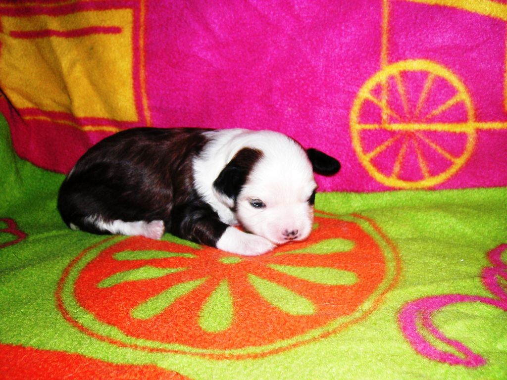 Charming Princes Exotic Dinaburg Kinu Legenda