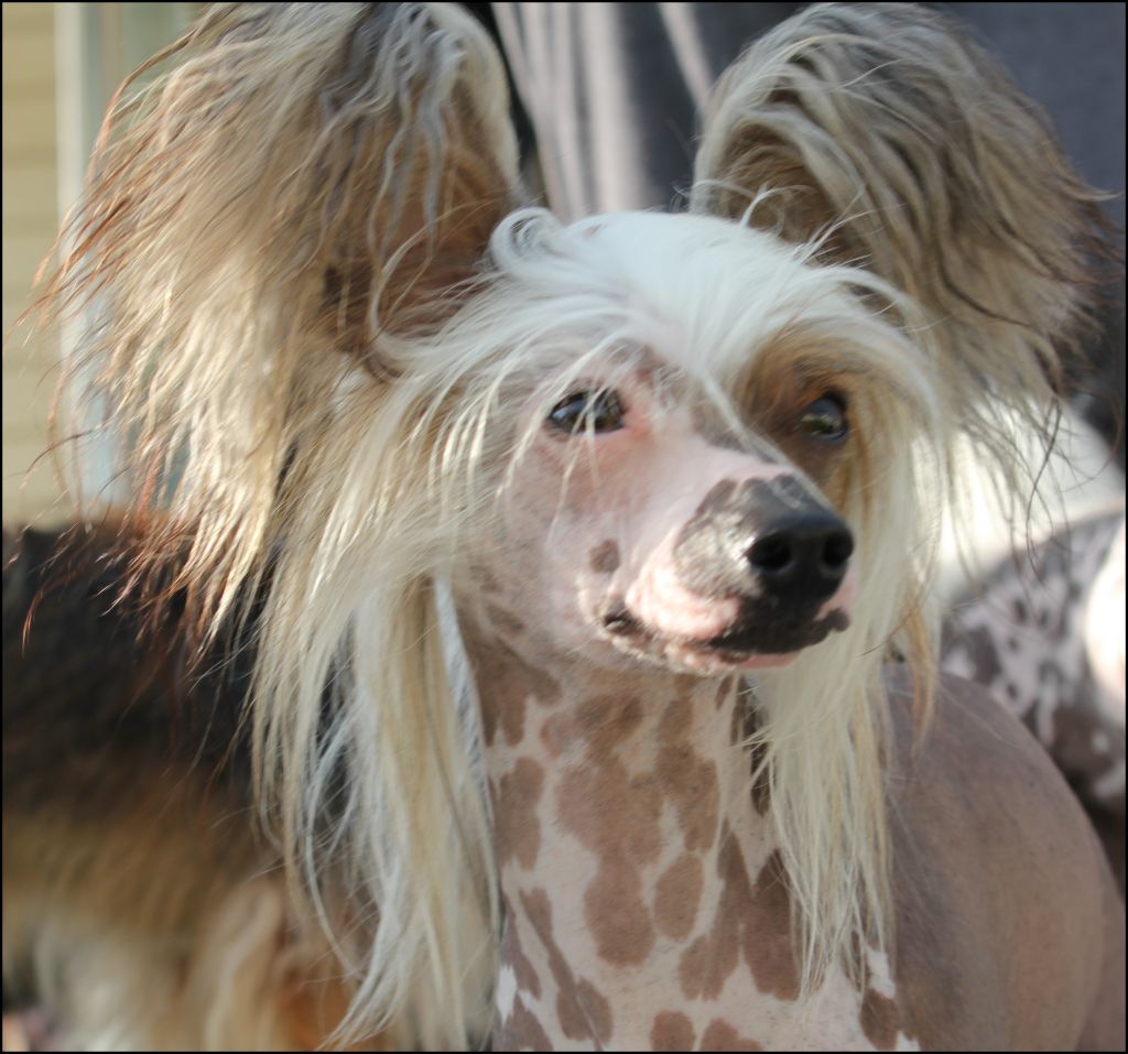 Cipracrest's Karaoke Overkill