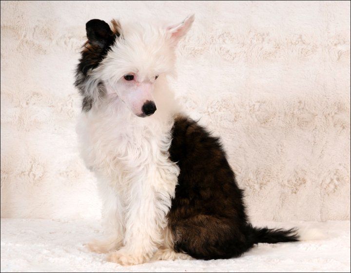 Cipracrest's Kung Fu Girl