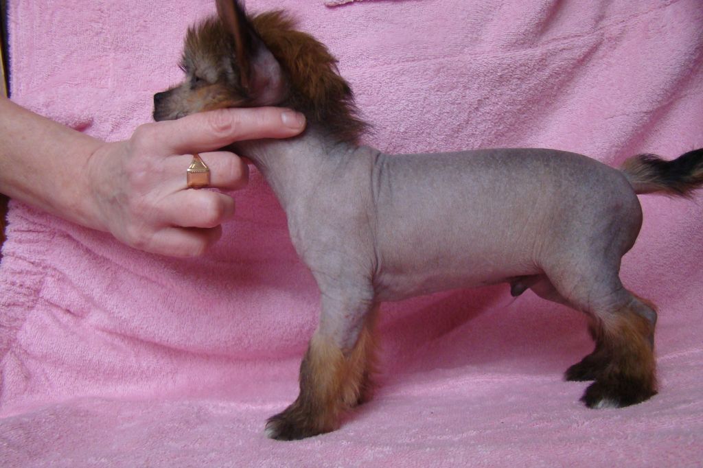 Kristal Yaniry  Lando