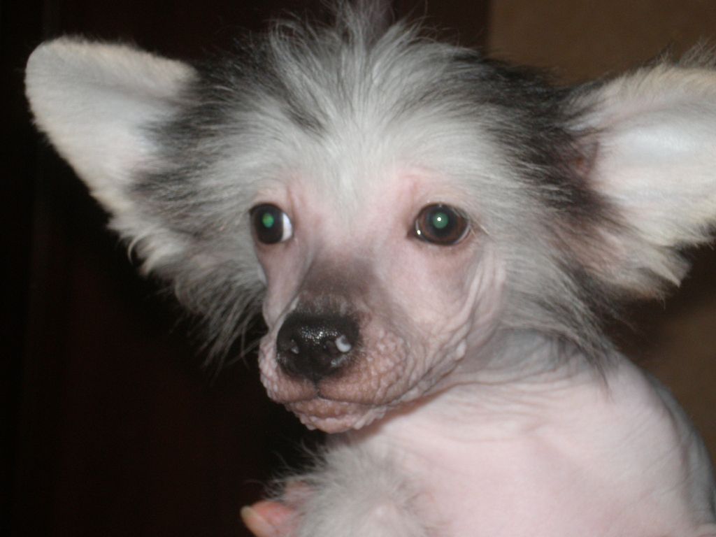 True Magnifisen Popuri