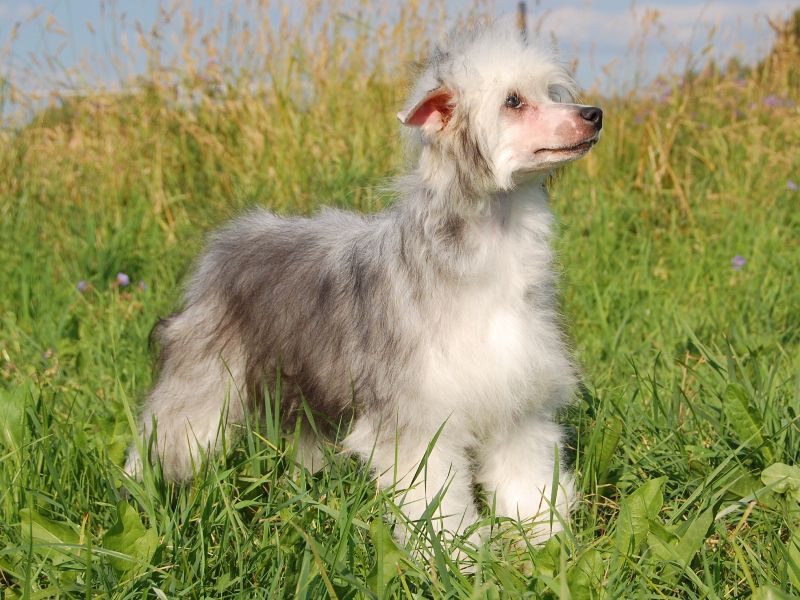 True Magnifisen Pandora