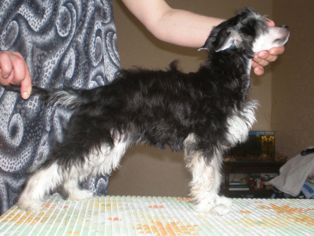 True Magnifisen Pompea