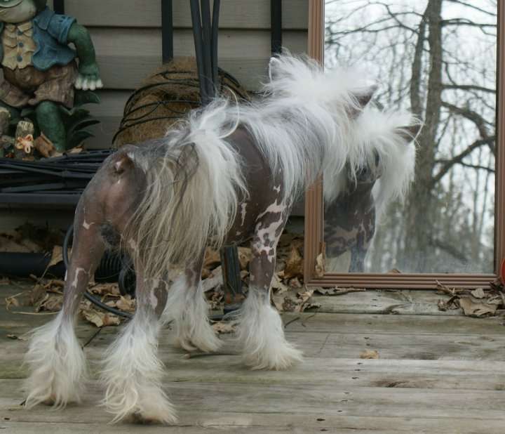 Churchills "Justice" for All K