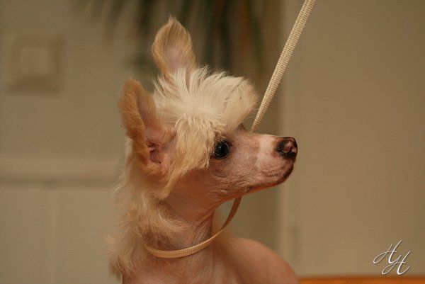 Sippelins The Things We Owe