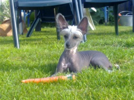 Jewel Top Model De Rama