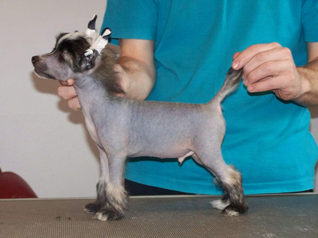 Koynaur's Da Vinci Code 