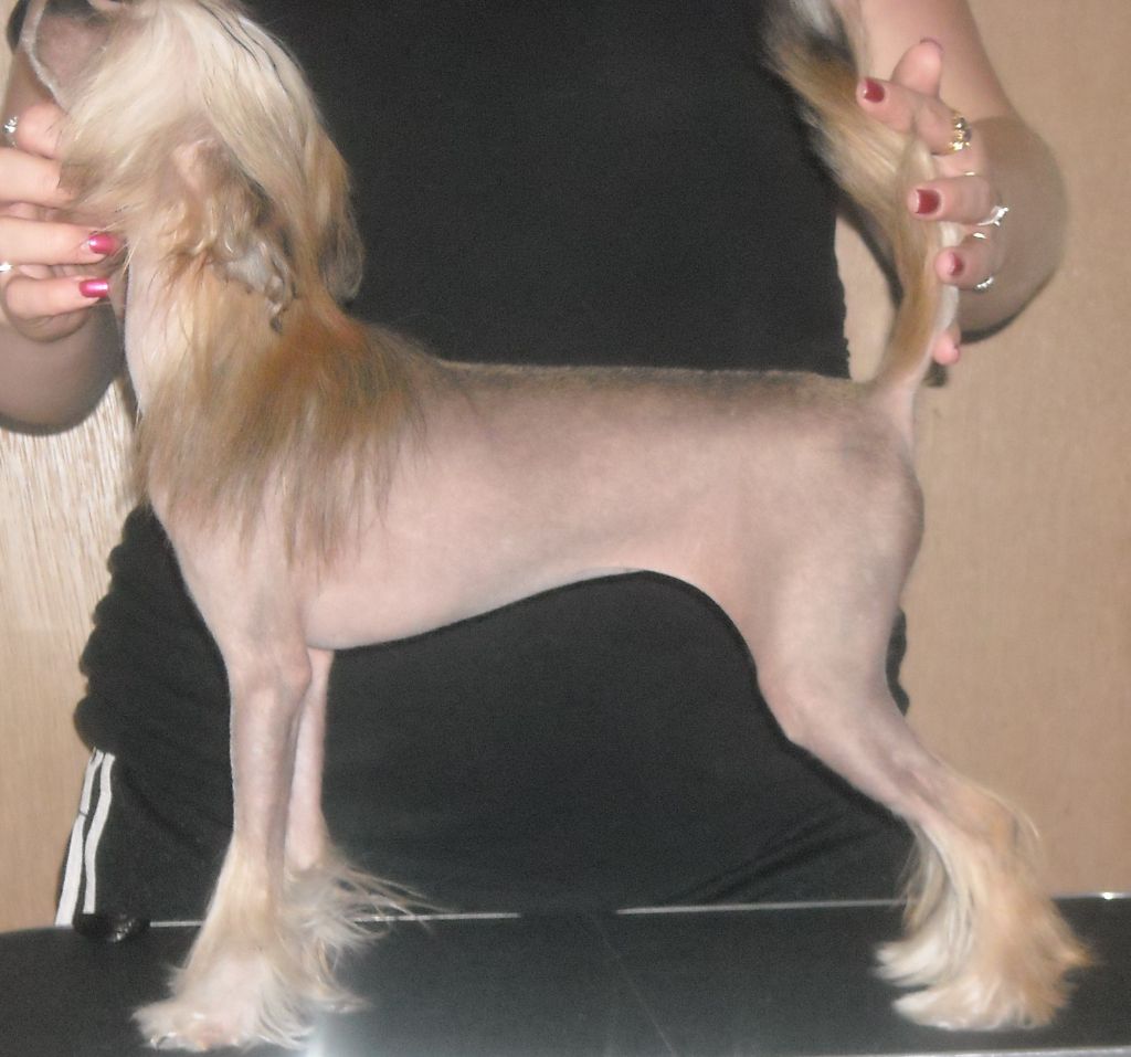 Celestial Havana Banana