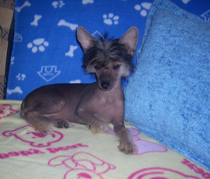 Holliday  Plysovy pritel