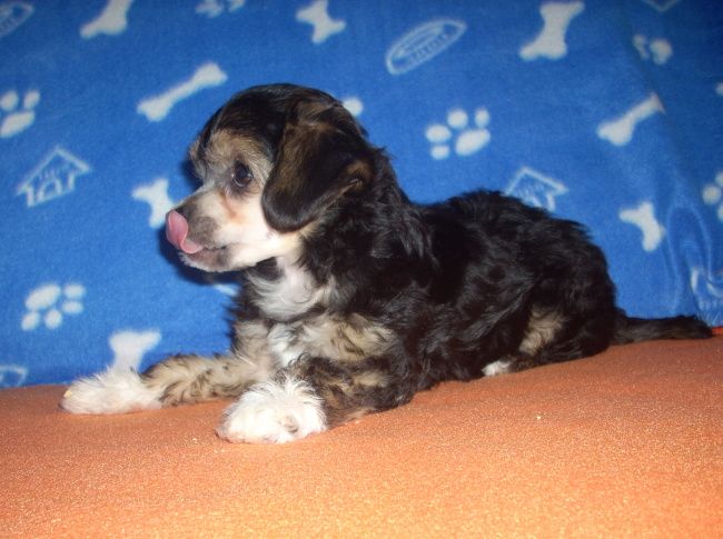 Hope  Plysovy pritel