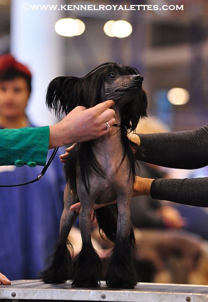 Tai Bent Amazing Jack Sparrow