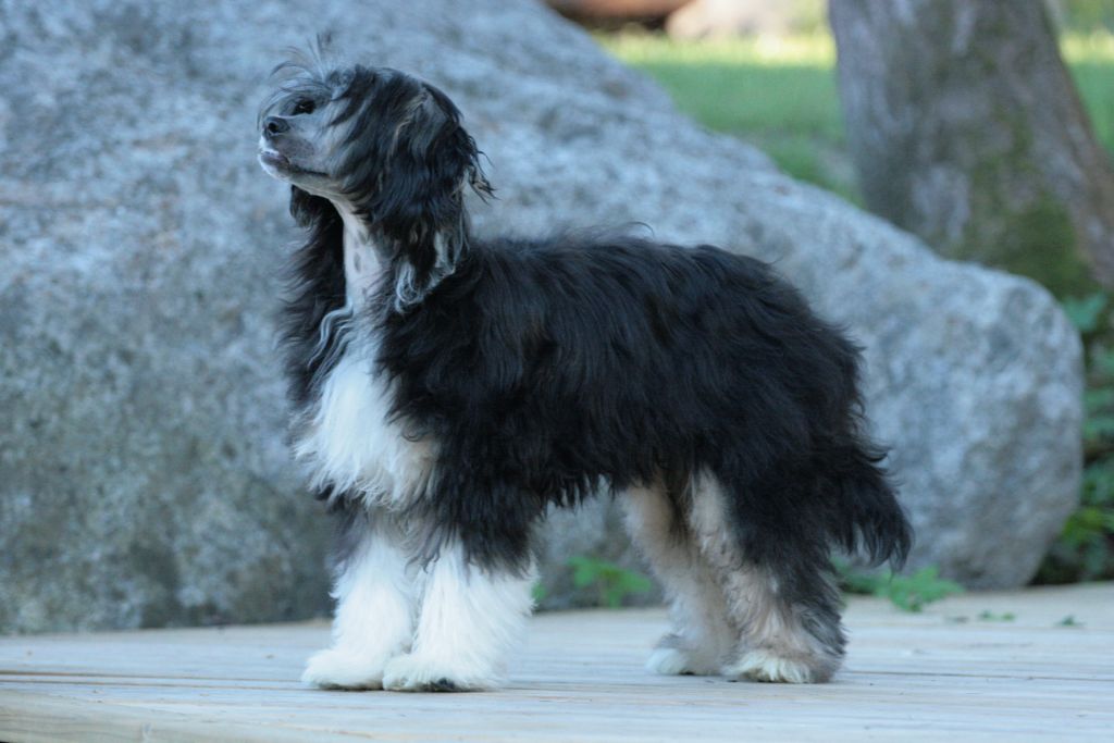 Tuuskannuusan Fade To Balck