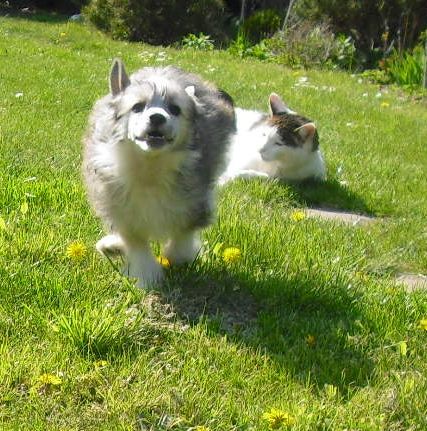 Yunao's Caine Chevall