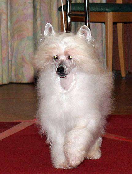 Yunao's Chester Carayan