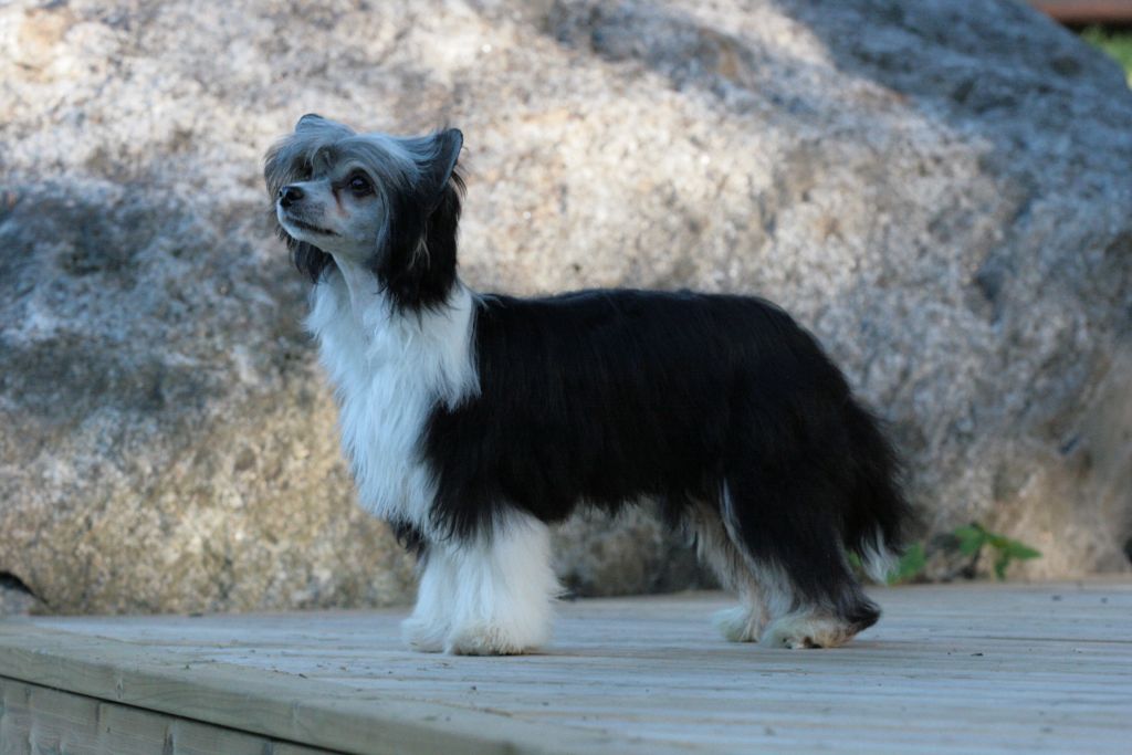 Tuuskannuusan Nothing Else Matters