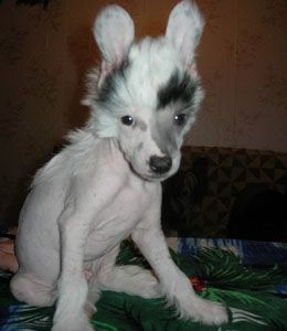 Rovanni Djekattolo Otis Mi Xart