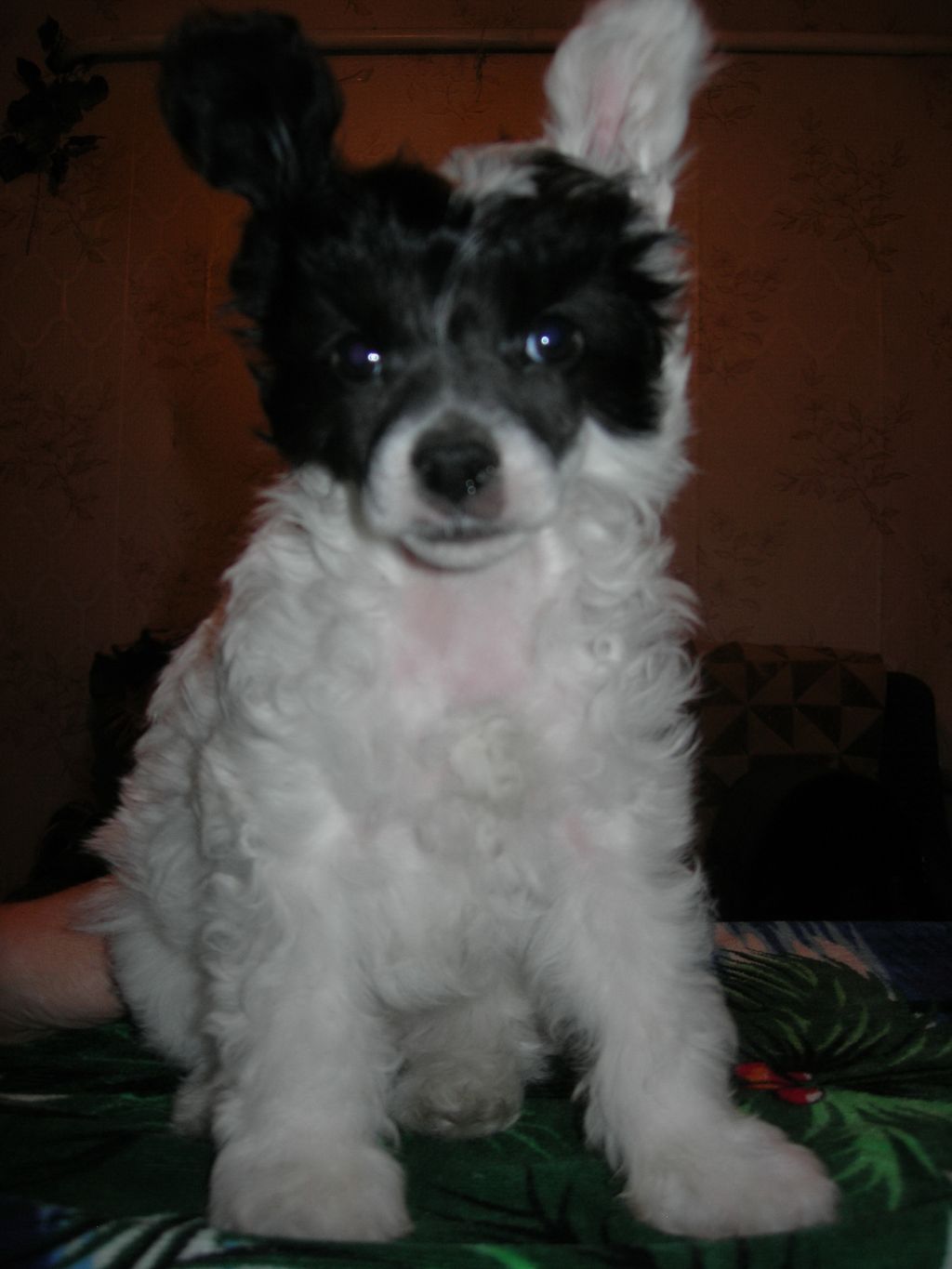 Rovanni Djekattolo Oliver