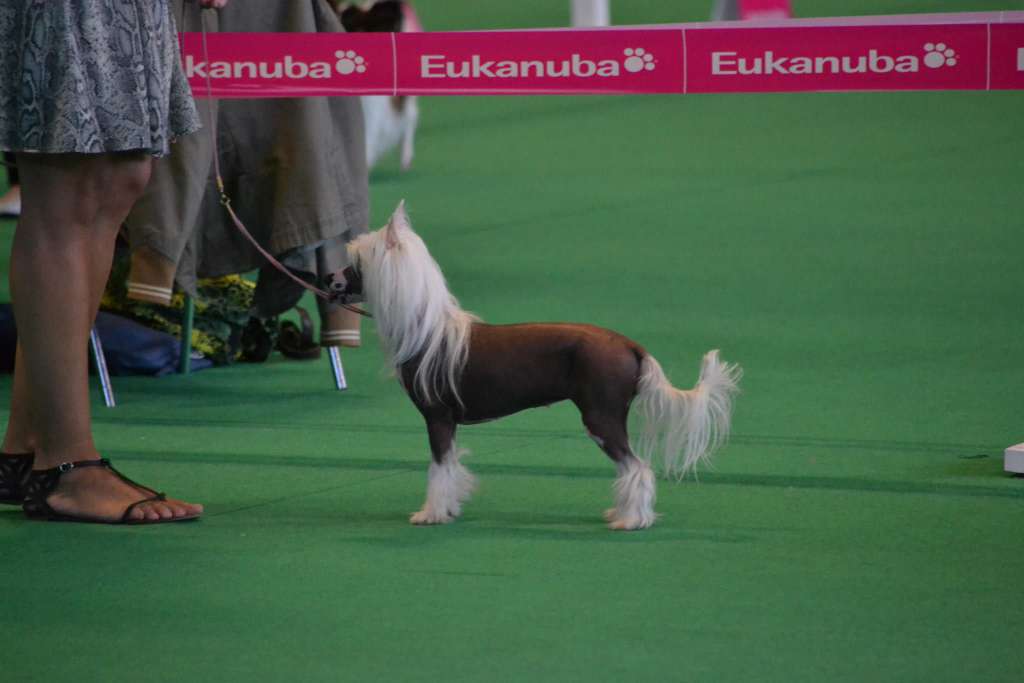 With Glitter von Shinbashi