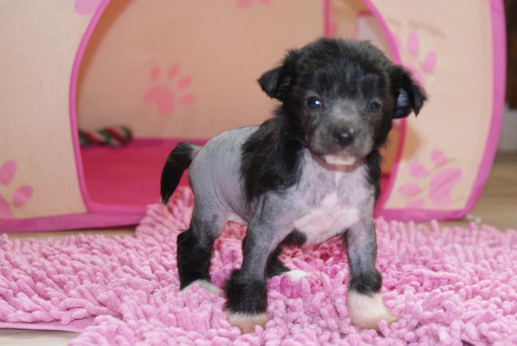 Mana's Secret's Destiny Child