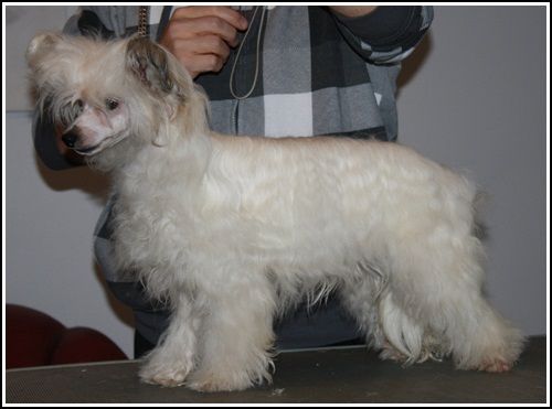 Koynaur's Dancing Light 