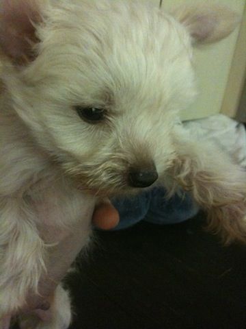 Empire The Great White Way