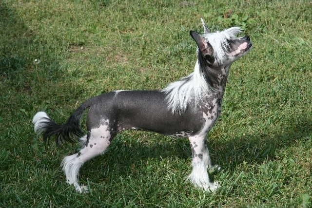 Ridgecrest's Princess Hot As Hell