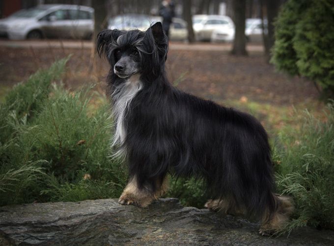 Ksolo Club Zefir V Shokolade