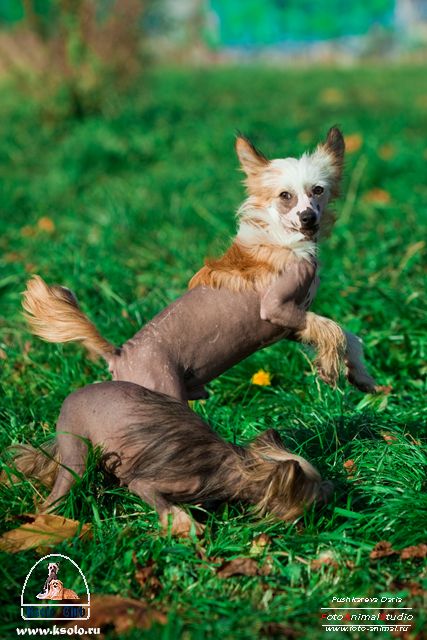 Lanart Bel Canto Ksolo Club