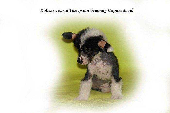 Tamerlan Beshtau Springfild