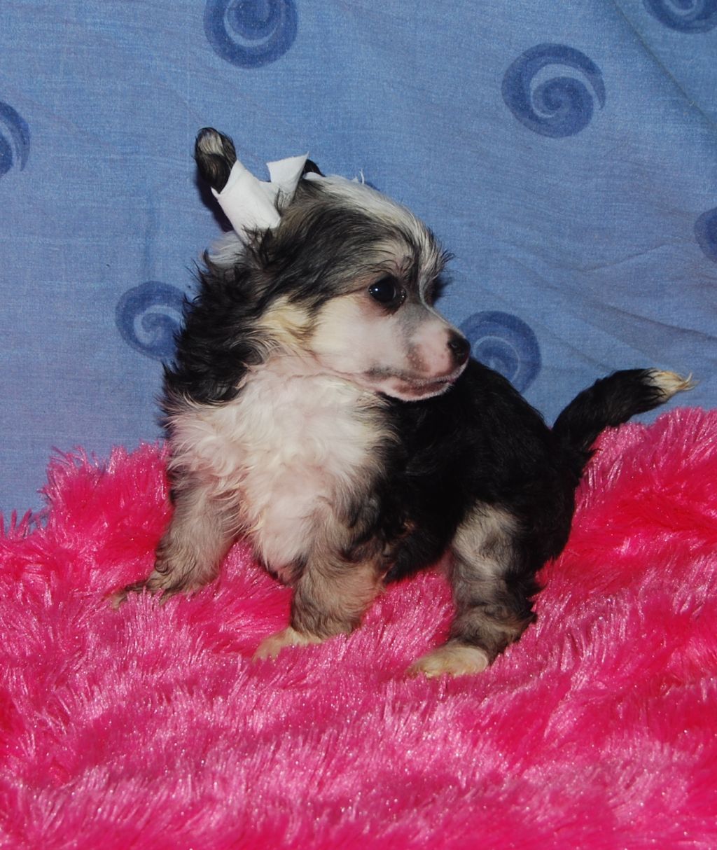 Ekspressija Exotic Dinaburg