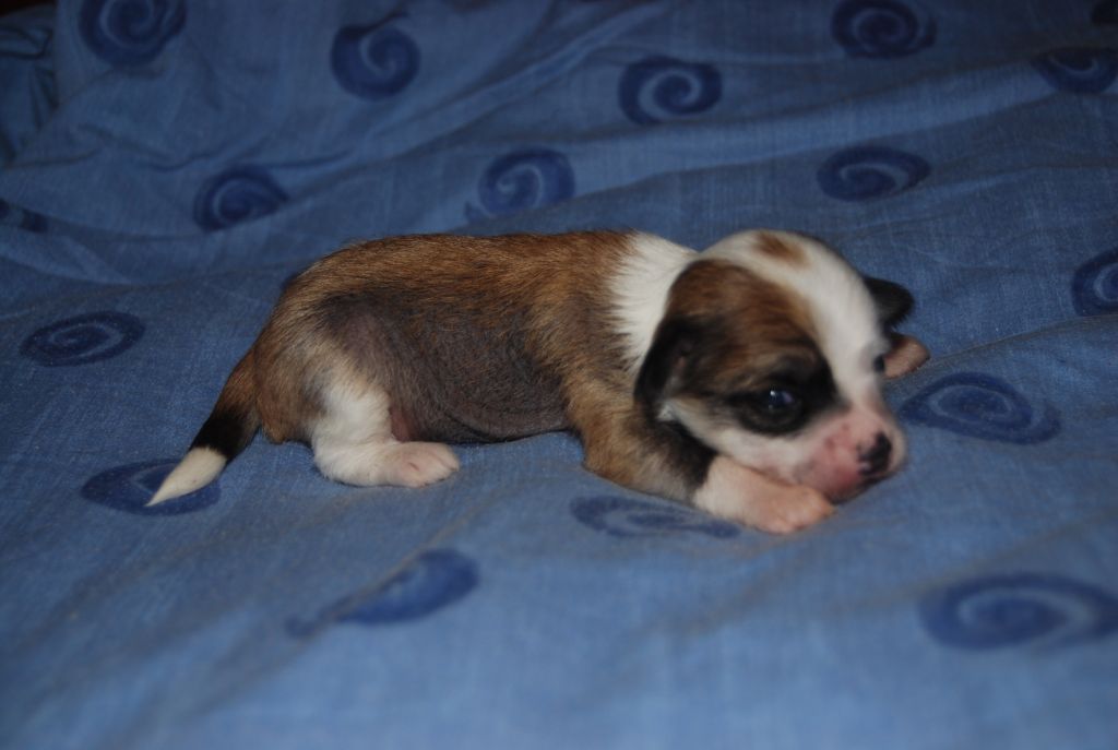 Enthysiast Exotic Dinaburg