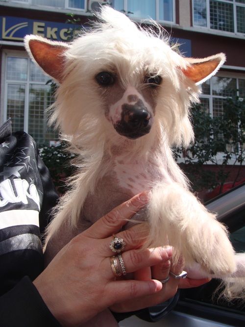 Zagadka Fantasy Black of Channel