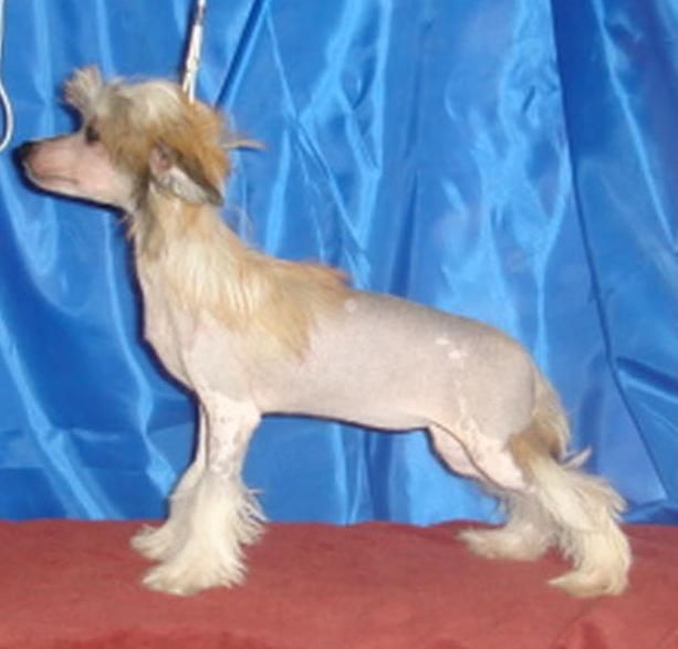 Naimuluna Line Elayna Ell