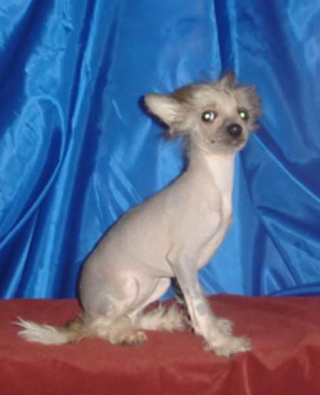 Naimuluna Line Elli Elfina