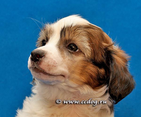 LoveMagic Dupont Wite