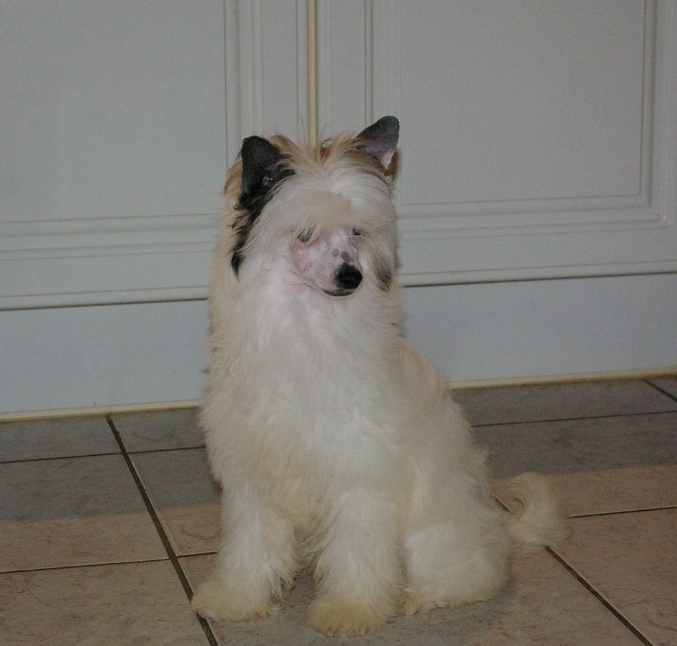 Romantica von Shinbashi