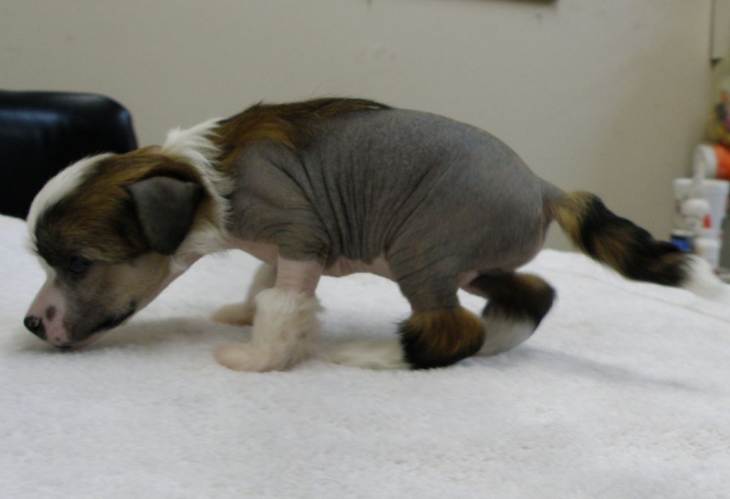 Echo's Que Sera Sera