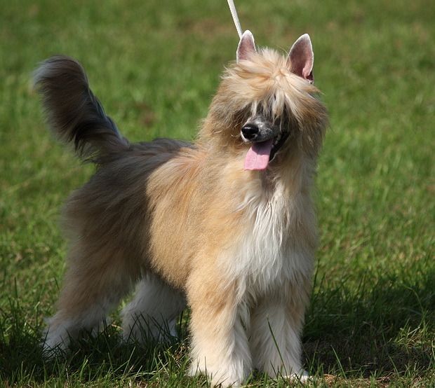 Klaudestyna de Montreuil Nadobnisie i koczkodany