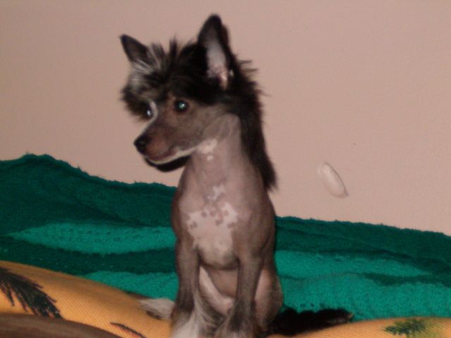 Krayons Pixie Powder