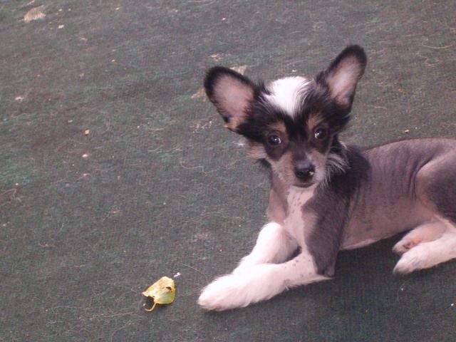 Krayons Blazing Bonfire