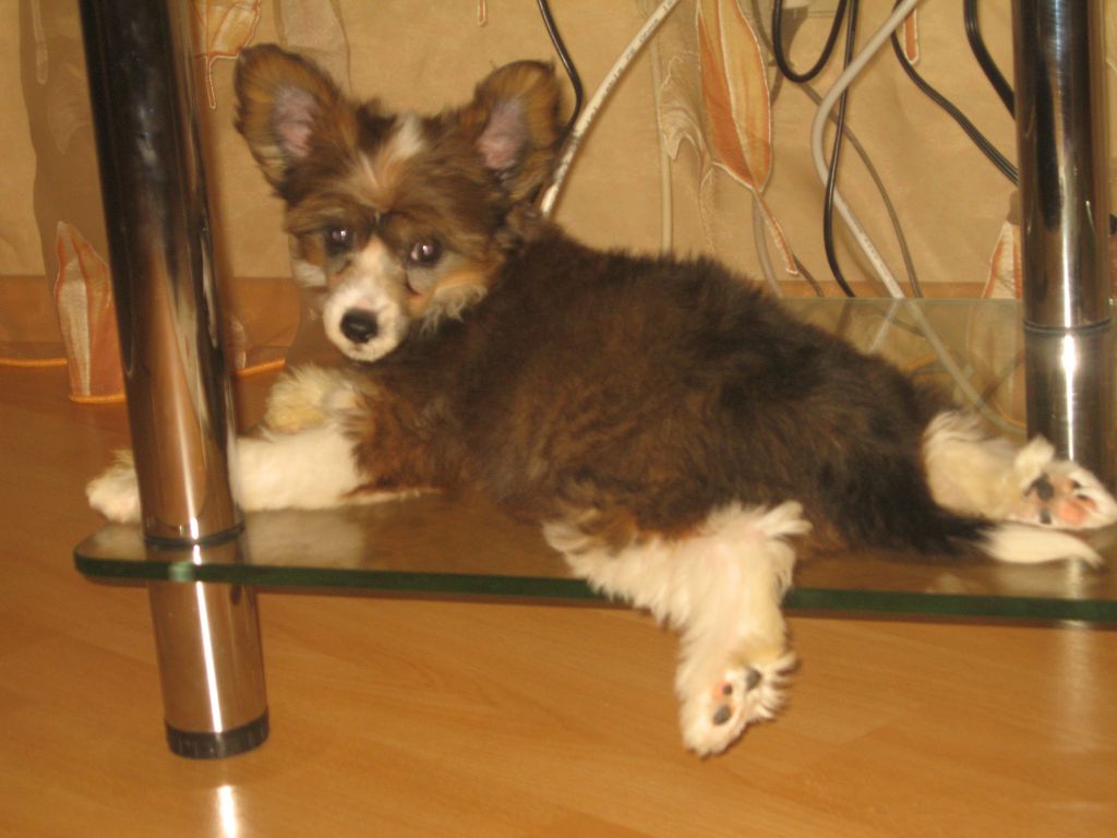 True Magnifisen Forget-me-not