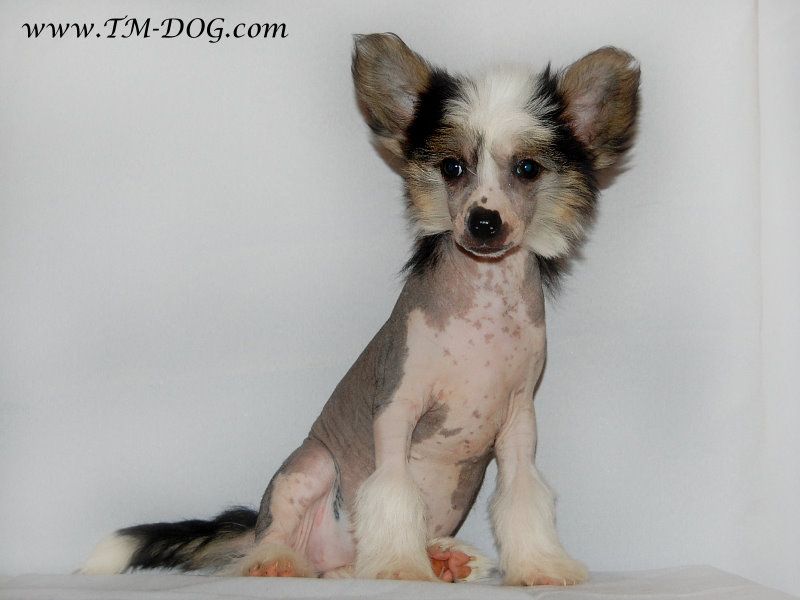 True Magnifisen Fancy Play