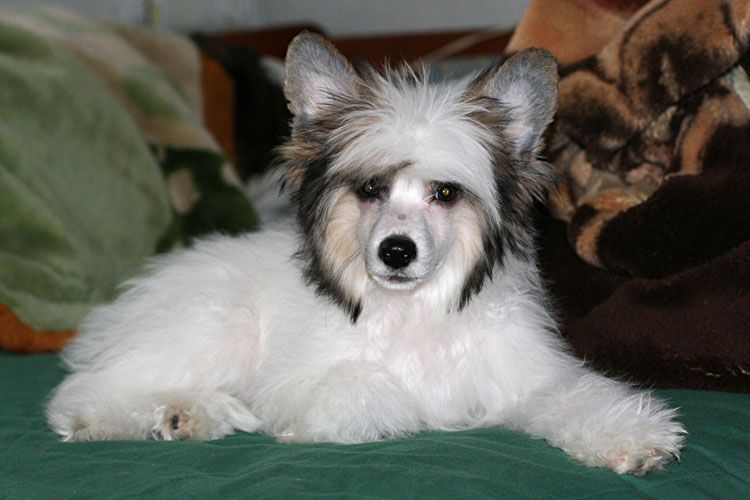 Royal Rhythm of Tango