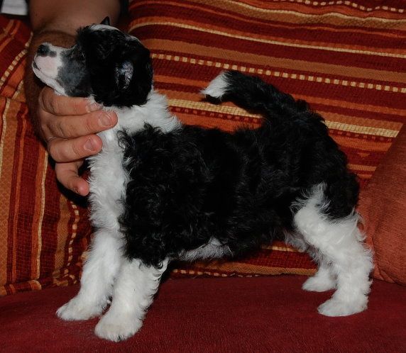 Clever Cheyenne Little Charmings