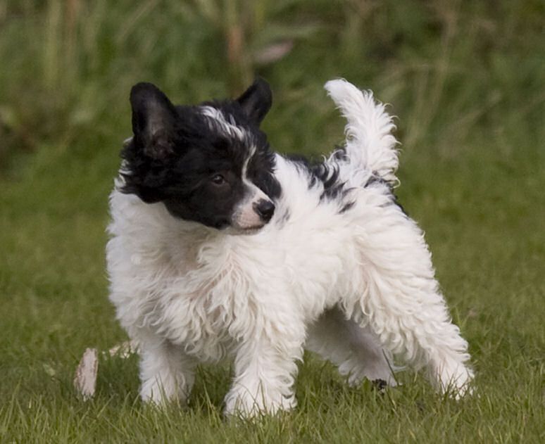 Crazy Cherokee Little Charmings  