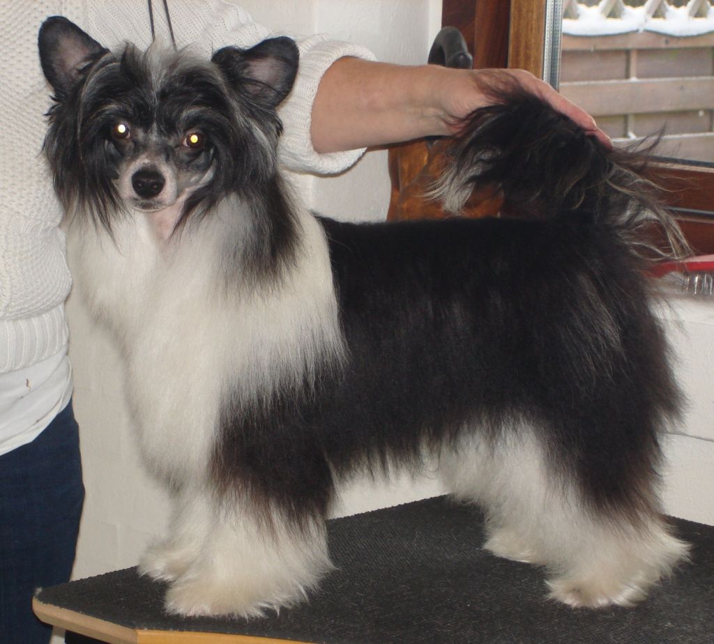 Tiramisu  von Shinbashi