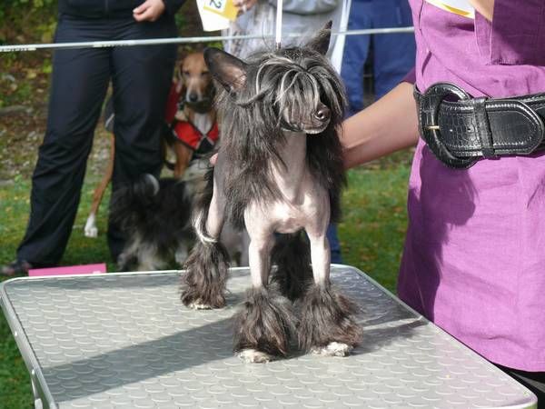 Too Lovely von Shinbashi